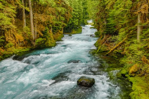 Lawsuit Challenges Eugene Water and Electric Board for Violating Endangered Species Act
