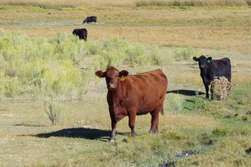Trump Administration Refuses to Protect Important Public Lands from Grazing Abuse