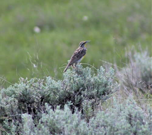Court action filed to protect resources, public involvement in massive Wyoming drilling project